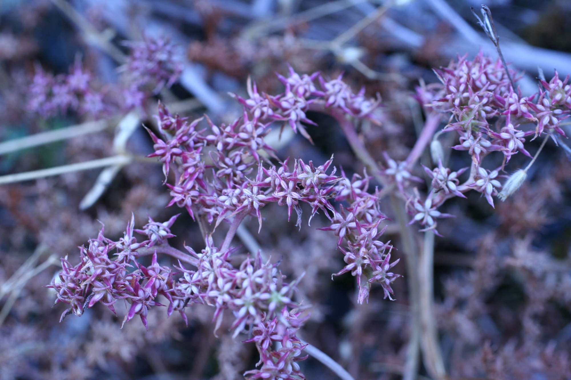 Phedimus stellatus / Borracina spinosa